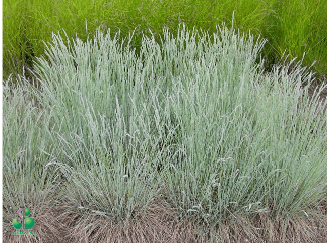 Festuca valesiaca  var. glaucantha